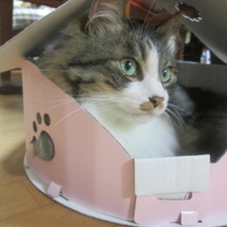 飼い主病気のため新しい家族を募集中です（長毛兄弟）