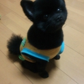 ポメラニアン♂です。
