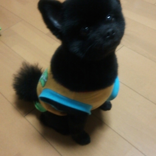 ポメラニアン♂です。