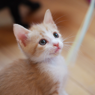 かわいい子猫の里親さま、大募集！