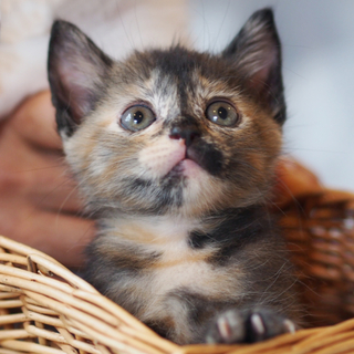 かわいい子猫の里親さま、大募集！