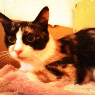 三毛猫 ミケ