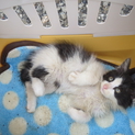 いろんな毛色の子猫