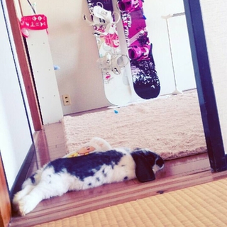 ホーランドロップイヤー２匹