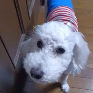 里親になって下さる方を探しています