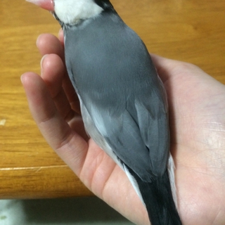 桜文鳥*里親様決まりました！