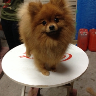 里親さんいませんか??