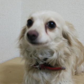 急ぎで探しております。