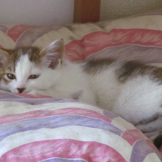 愛らしい子猫兄弟姉妹３