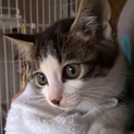 愛らしい子猫兄弟姉妹７
