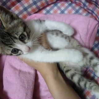 キジシロちゃん☆ありがとうございました