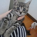 キジトラ君☆ありがとうございました