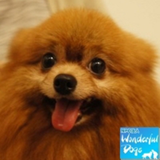 「チャウニー」推定５歳♀