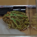 ペパーミントクランウェルツノガエル里親募集。