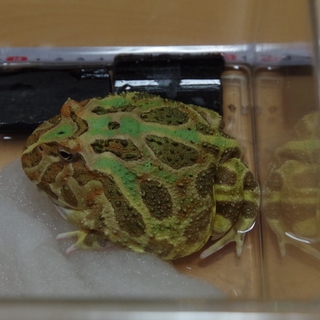 ペパーミントクランウェルツノガエル里親募集。