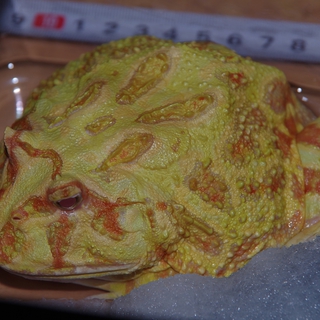 アルピノクランウェルツノガエル里親募集。