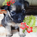 一時募集中止です★大分：仔犬♀、SUMMER５！