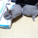 ネ─ザ─ランドの里親募集