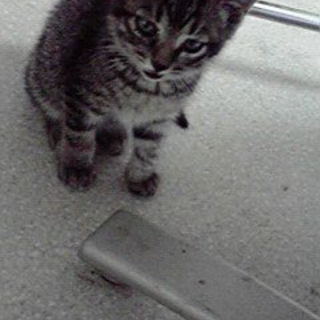 ３ヶ月半　男の子　子猫　キジトラ