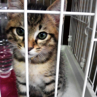 鍵しっぽのｵｽの子猫ちゃん