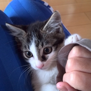 愛らしい子猫兄弟姉妹２