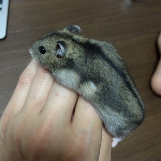 ありがとうございました。