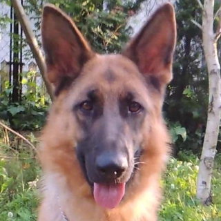 吠えない・大きな体で優しいシェパード1歳あやめ