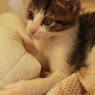 生後３カ月　オス仔猫の里親様になって下さい