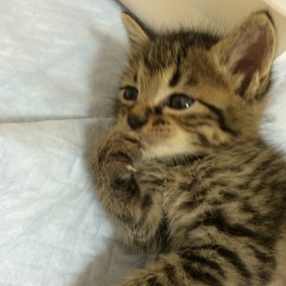 生後1ヶ月半位　イケメン男子なキジ猫君