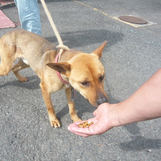 強面だけど気はやさしい元気な男の子です。
