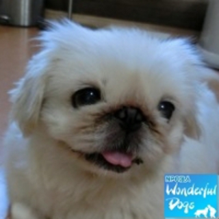 「澪（MIO）」推定３～４歳♀