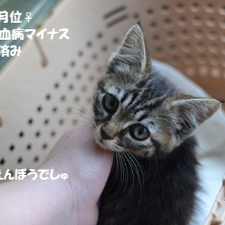 アイライン美少女
