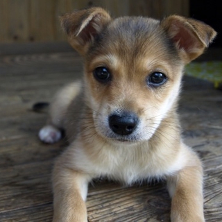 *mix仔犬 男の子 2ヶ月くらい*