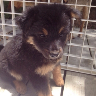  *mix仔犬 男の子 2ヶ月くらい  黒*