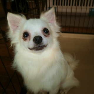 【バルーン】好奇心旺盛で、人が大好きです