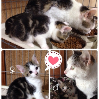 かわいい子猫2匹とお母さんを家族に迎えて下さい