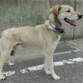 郡山市　穏やかなオス　スーさん
