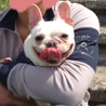 フレンチブル 2歳 クリーム サムネイル4