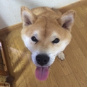 柴犬