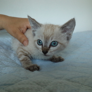 可愛い子猫です