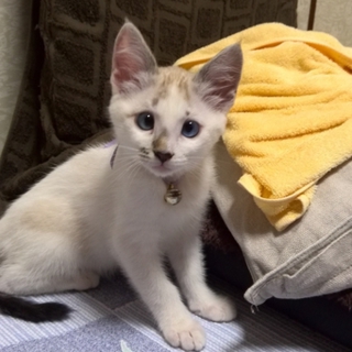 里親募集【子猫、白、青眼、オス】