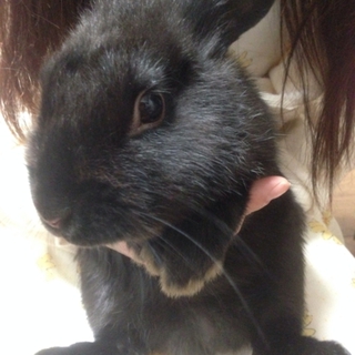 里親募集中