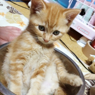 抱っこが大好き。詩音（しおん）ちゃん