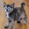 かわいい子猫の里親さま、大募集！ サムネイル2