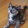 かわいい子猫の里親さま、大募集！ サムネイル5