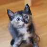 かわいい子猫の里親さま、大募集！ サムネイル4