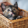 かわいい子猫の里親さま、大募集！ サムネイル3
