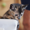 かわいい子猫の里親さま、大募集！ サムネイル7