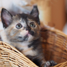 かわいい子猫の里親さま、大募集！ サムネイル6
