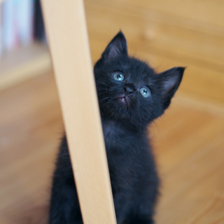 かわいい子猫の里親さま、大募集！